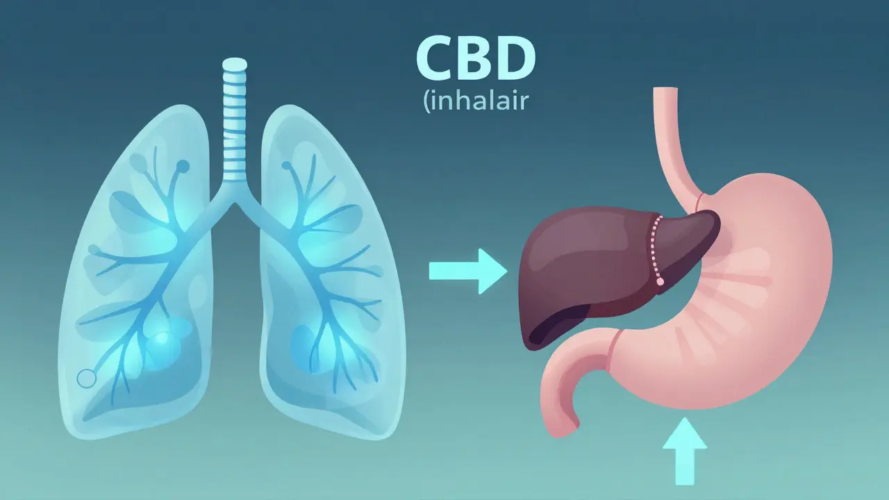 Illustration der unterschiedlichen CBD-Aufnahme über Lunge und Verdauungstrakt