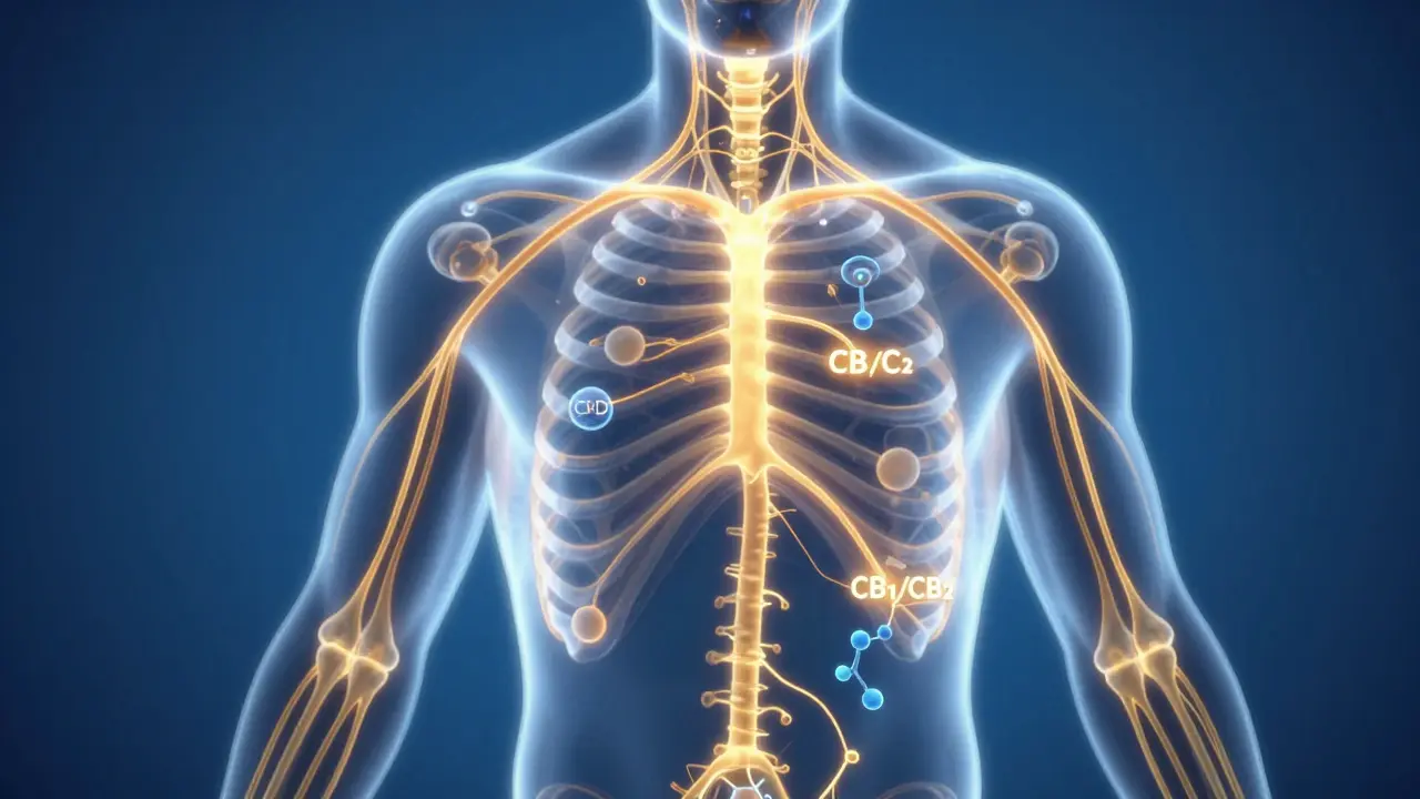 Konzeptuelle Darstellung des Endocannabinoid-Systems im menschlichen Körper