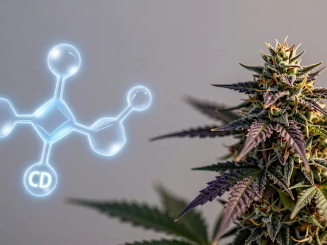 Ist CBD eher Indica? Der Unterschied zwischen Cannabinoiden und Sortentypen